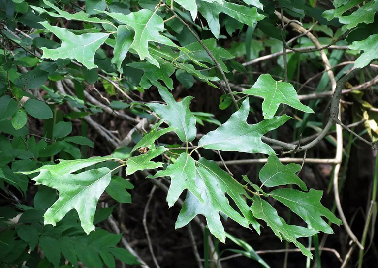 南部的红橡树叶