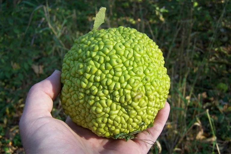 欧塞奇橙.jpg 欧塞奇橙