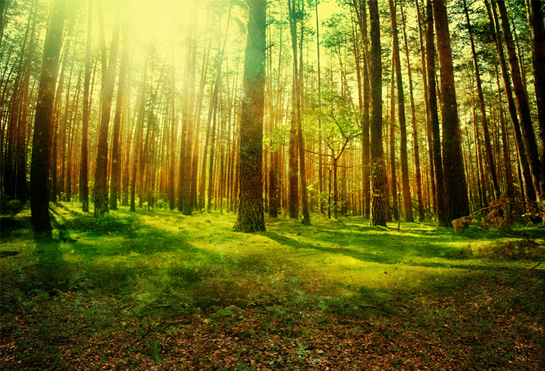 森林演替的高潮.jpg 森林演替的高潮