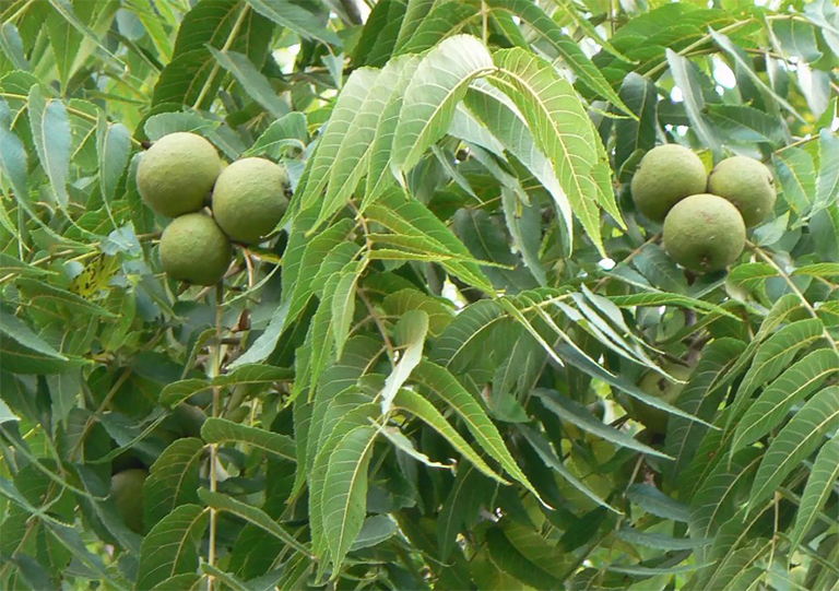 黑胡桃树的叶子和坚果