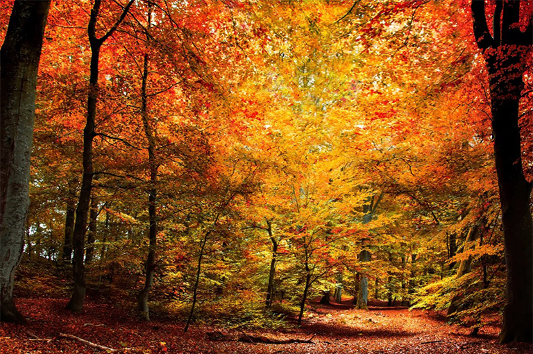 落叶林.jpg 落叶林