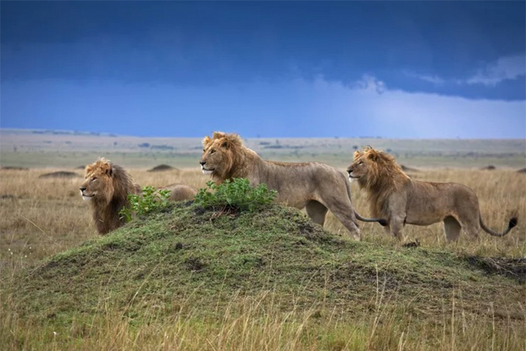 稀树草原生物群落