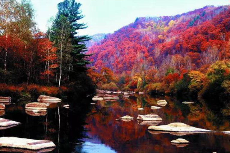 森林生物群落.jpg 森林生物群落