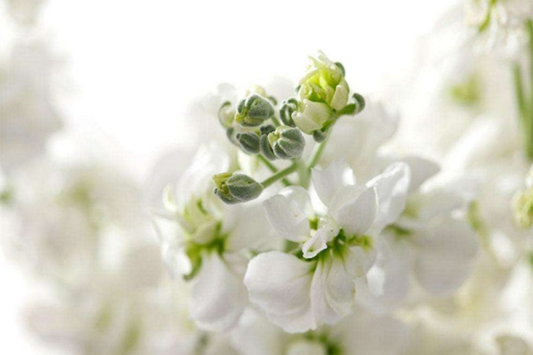 紫罗兰.jpg 紫罗兰