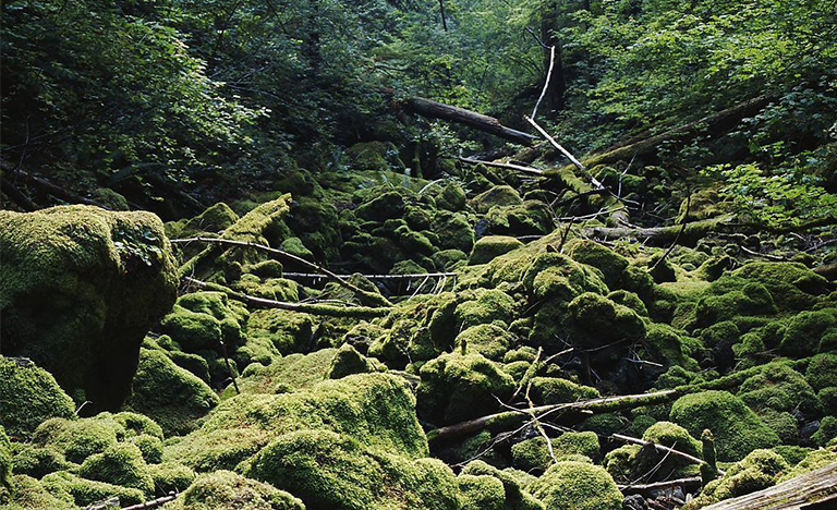 生态演替.jpg 生态演替