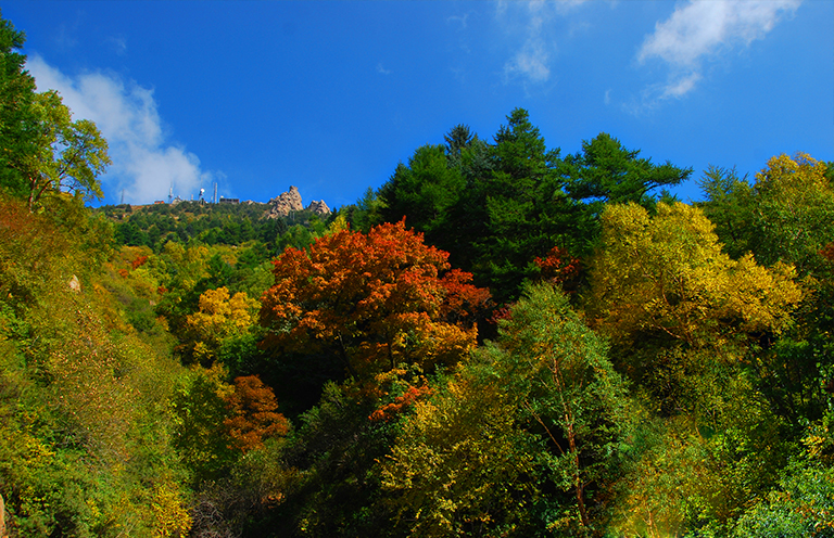 温带森林.jpg 温带森林