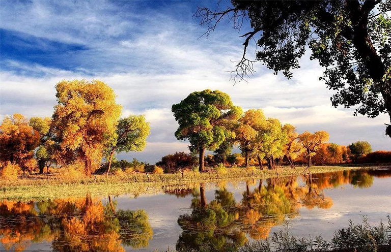 北美东部落叶林.jpg 北美东部落叶林