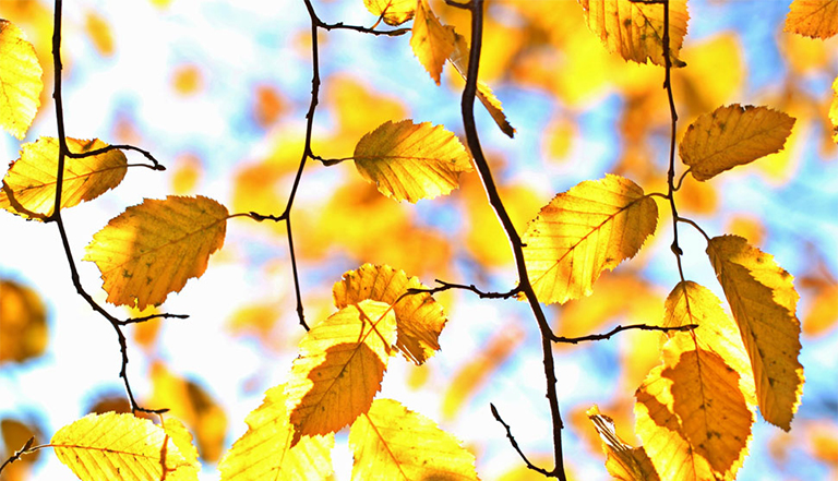 生物因素与非生物因素.jpg 生物因素与非生物因素