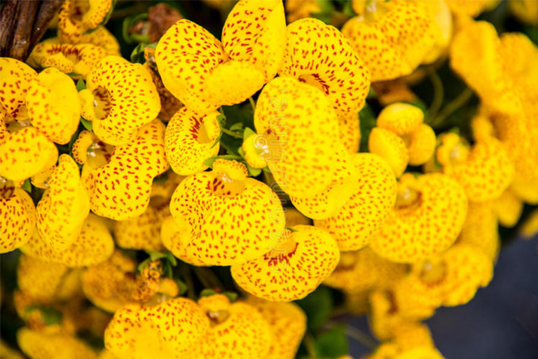 植物开花.jpg 植物开花