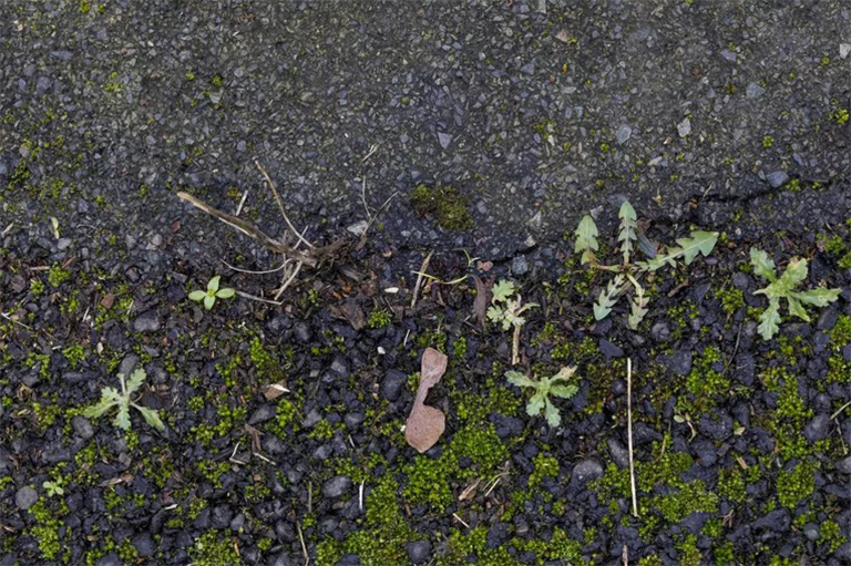 主要演替.jpg 主要演替