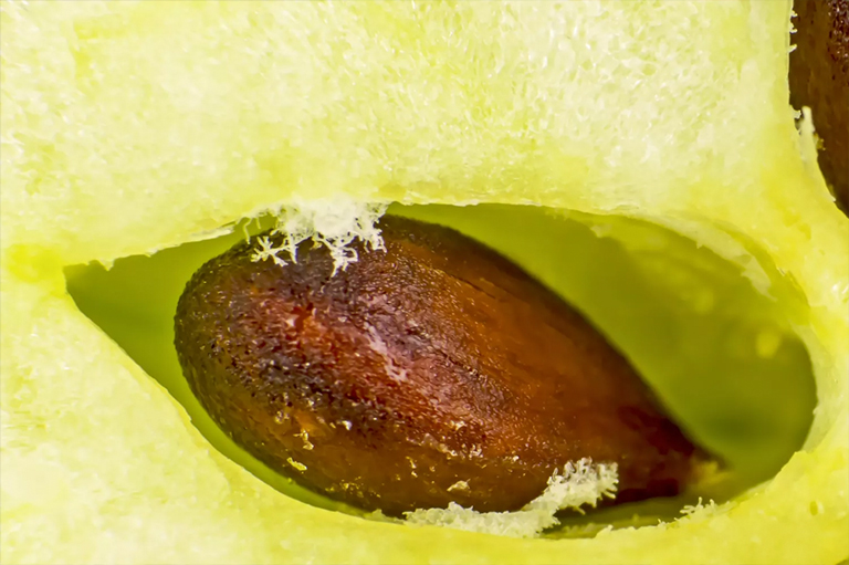 苹果核种子.jpg 苹果核种子