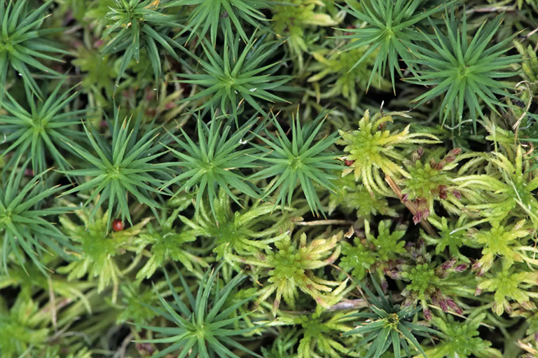 蕨叶孢子.jpg 蕨叶孢子