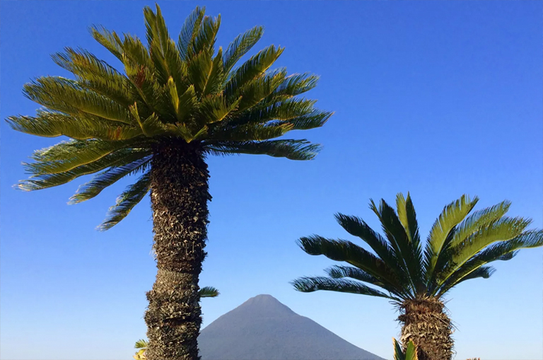 西米棕榈(Cycads).jpg 西米棕榈(Cycads)