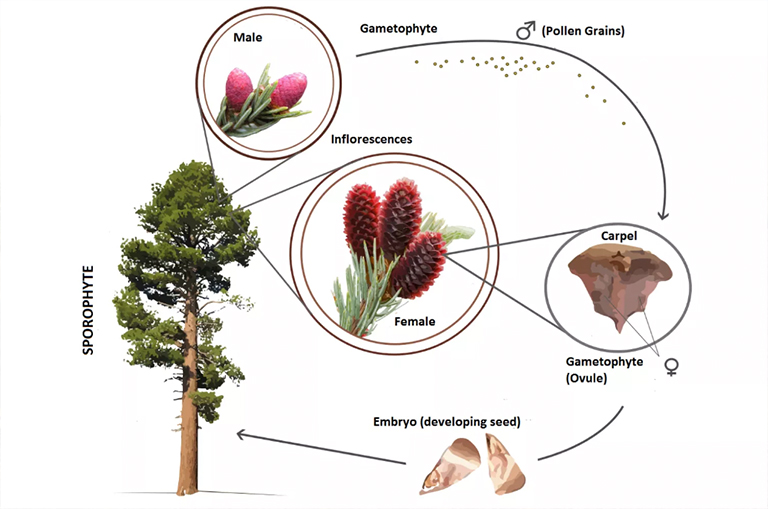 针叶树生命周期.jpg 针叶树生命周期