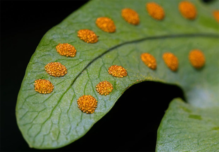 蕨类植物.jpg 蕨类植物