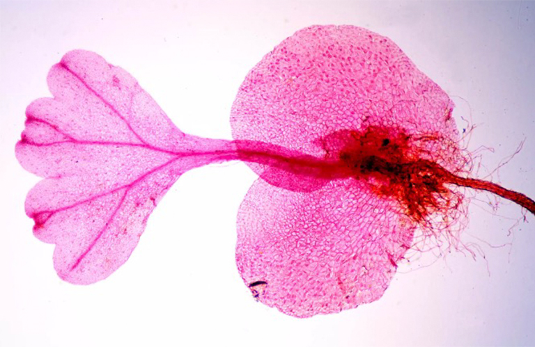 蕨类植物.jpg 蕨类植物