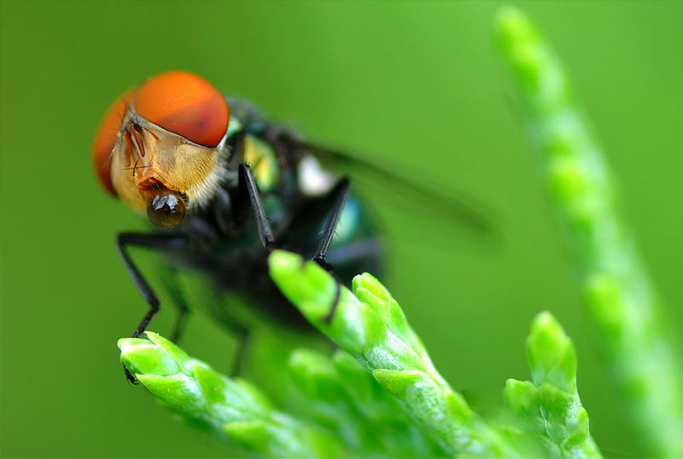 盯着相机的苍蝇.jpg 盯着相机的苍蝇