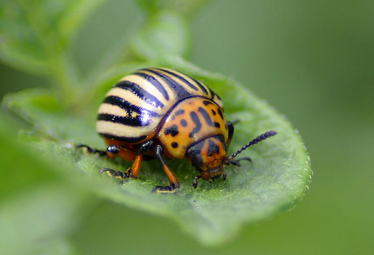 马铃薯甲虫坐叶子.jpg 马铃薯甲虫坐叶子