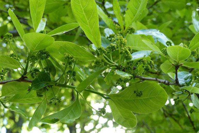 水图珀洛.jpg 水图珀洛