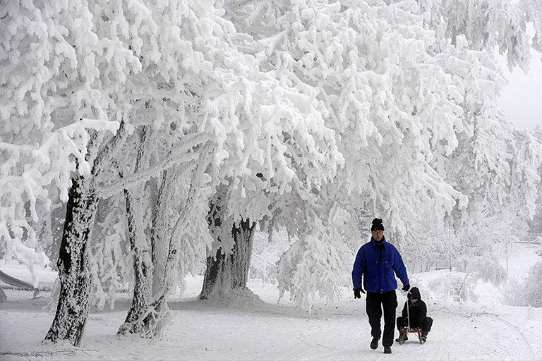 黑莓冬季.jpg 黑莓冬季