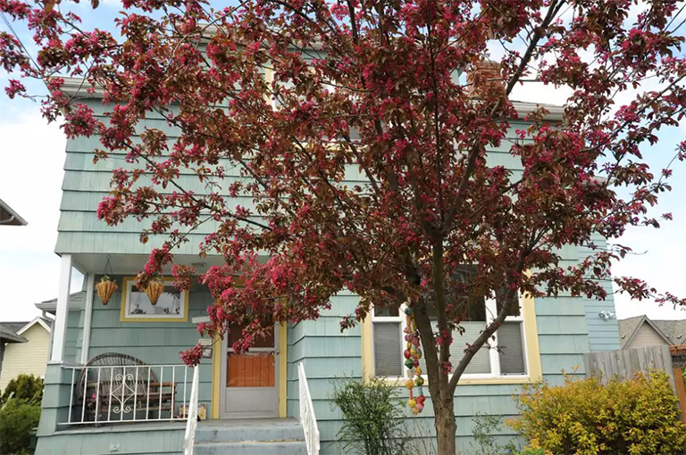 山楂树在前院.jpg 山楂树在前院