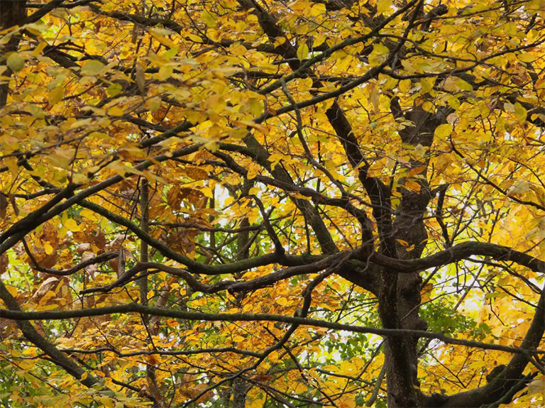 美国角树关闭.jpg 美国角树关闭