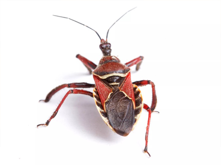 蜜蜂刺客的bug.jpg 蜜蜂刺客的bug