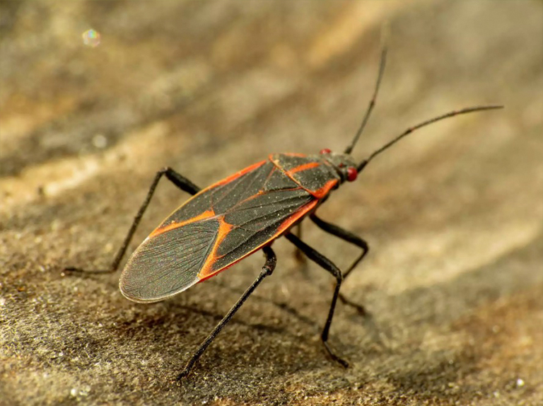 大马利筋虫.jpg 大马利筋虫