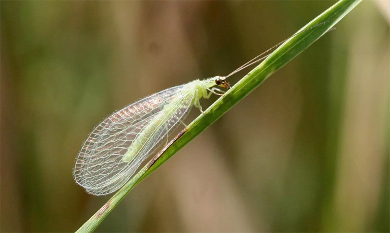 绿色的叶子上精致的绿色草lace.jpg 绿色的叶子上精致的绿色草lace