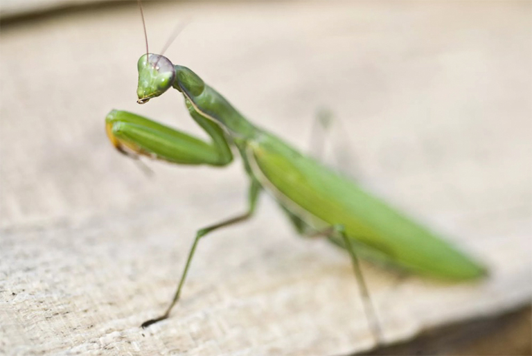 螳螂站立,双臂准备诱捕猎物.jpg 螳螂站立,双臂准备诱捕猎物