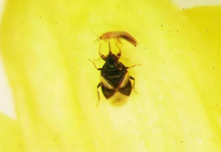 微小的海盗虫捕到了昆虫.jpg 微小的海盗虫捕到了昆虫