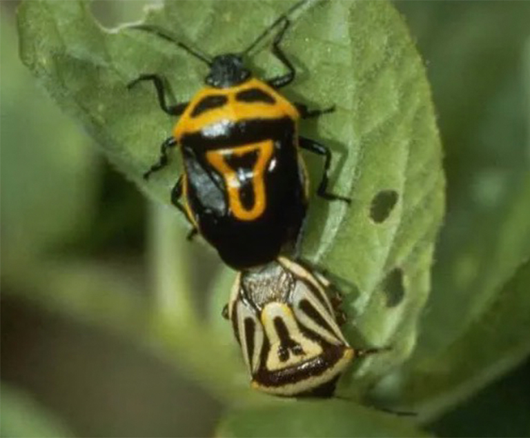 并非所有臭虫都有益，但某些昆虫会捕食其他昆虫