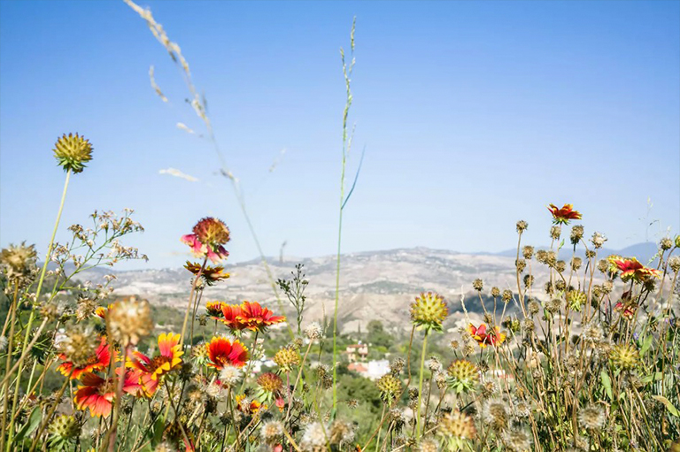 限制除草剂的使.jpg 限制除草剂的使