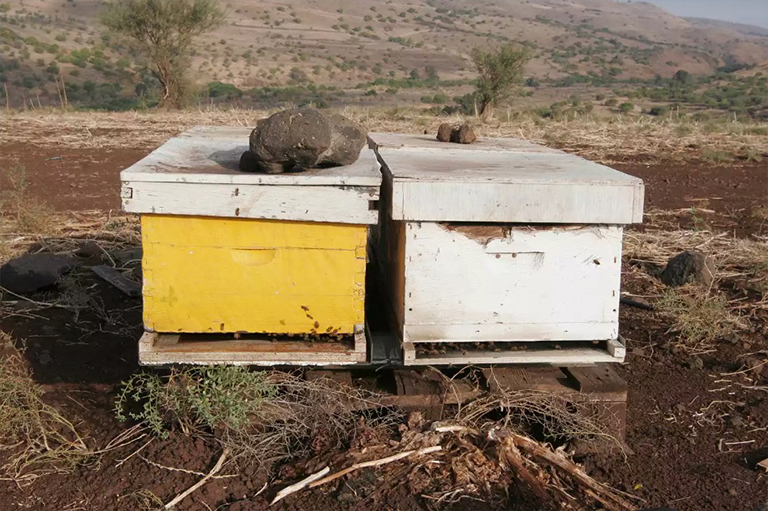 为梅森和切叶蜂安装一些人工巢.jpg 为梅森和切叶蜂安装一些人工巢