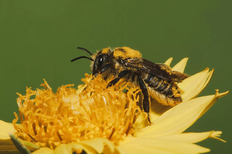 为梅森蜂提供泥浆来源.jpg 为梅森蜂提供泥浆来源