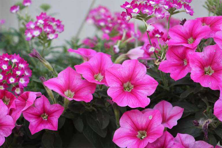 花园福禄考.jpg 花园福禄考