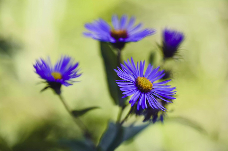 新英格兰翠菊.jpg 新英格兰翠菊