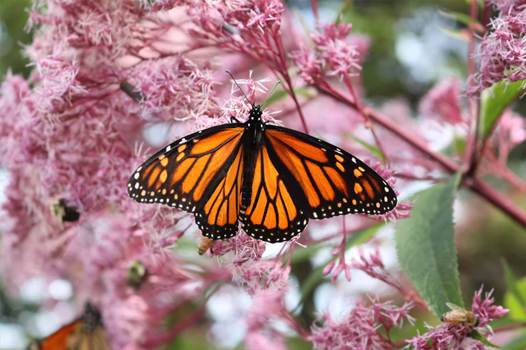 帝王蝶和粉红色的花朵.jpg 帝王蝶和粉红色的花朵