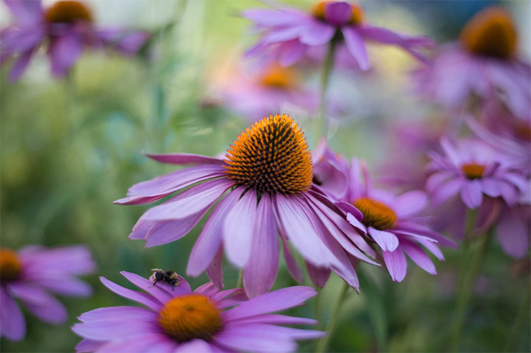 紫锥花.jpg 紫锥花