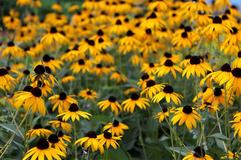 黄金菊.jpg 黄金菊