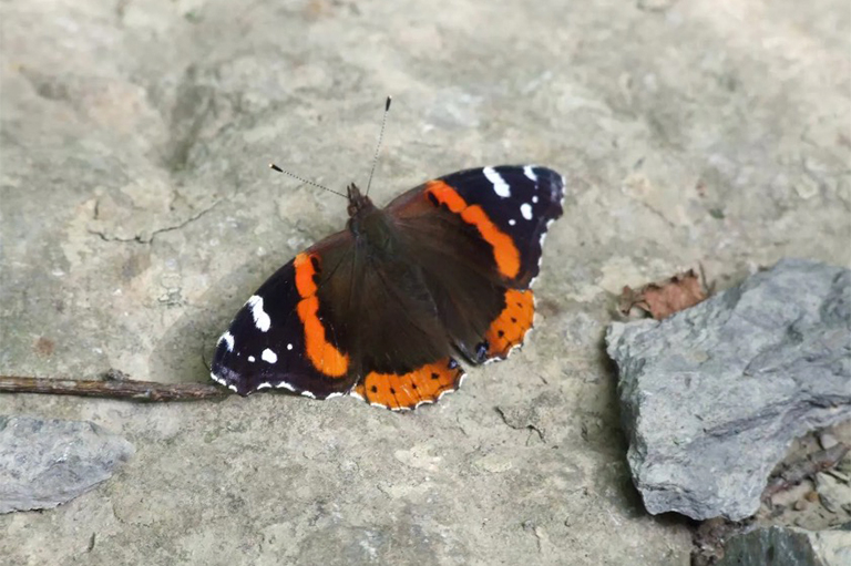 晒日光浴的岩石上