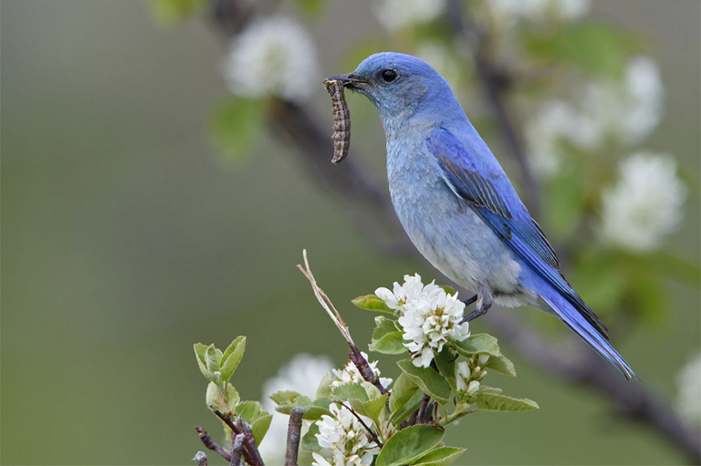 使喂鸟器和洗鸟盆远离蝴蝶栖息地.jpg 使喂鸟器和洗鸟盆远离蝴蝶栖息地