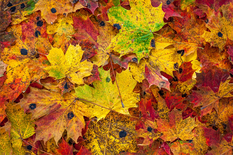 为越冬的蝴蝶和毛毛虫提供遮盖物.jpg 为越冬的蝴蝶和毛毛虫提供遮盖物