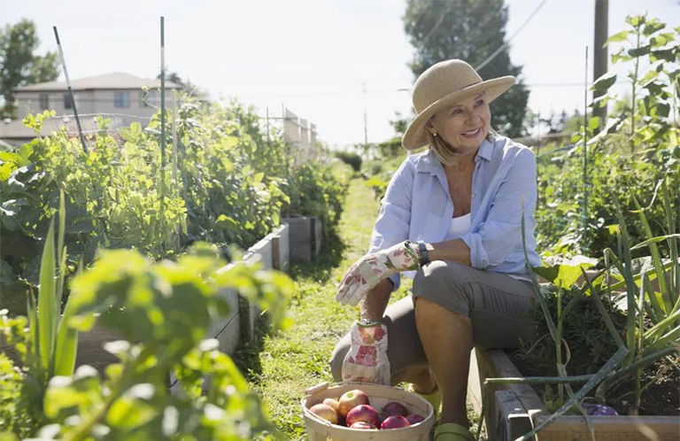 菜园害虫.jpg 菜园害虫