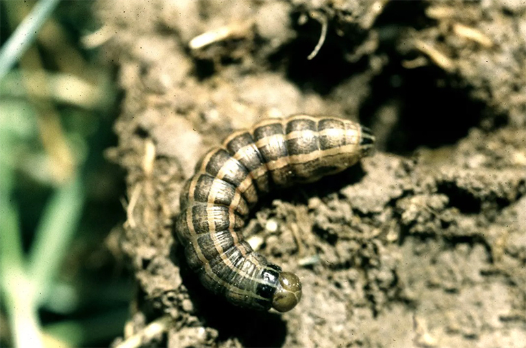 青铜角虫和其他角虫.jpg 青铜角虫和其他角虫