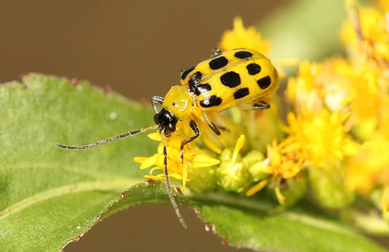 黄瓜甲虫.jpg 黄瓜甲虫