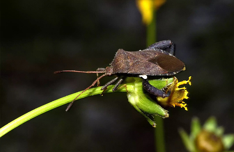 壁球虫.jpg 壁球虫