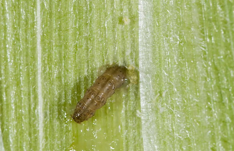 跳蚤甲虫.jpg 跳蚤甲虫