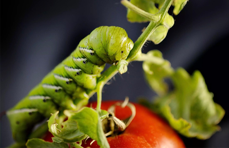 跳蚤甲虫.jpg 跳蚤甲虫