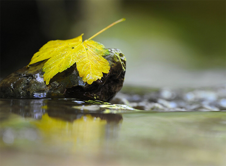 植物光合作用.jpg 植物光合作用